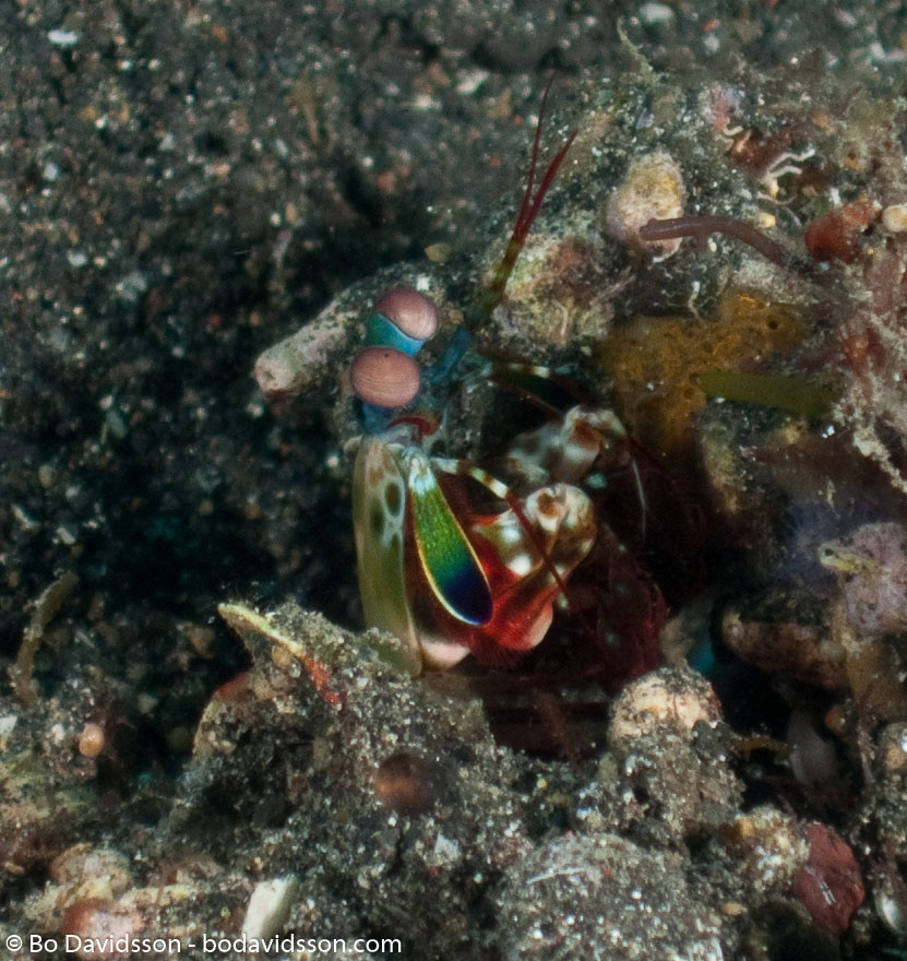 BD-090925-Lembeh-9253875-Odontodactylus-scyllarus-(Linnaeus.-1758)-[Reef-odontodactylid-mantis-shrimp].jpg